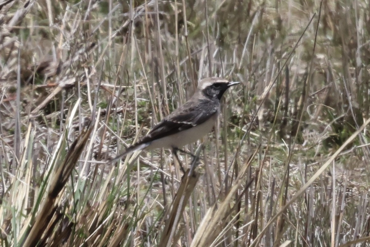 Мяраан чогчиго - ML647486022