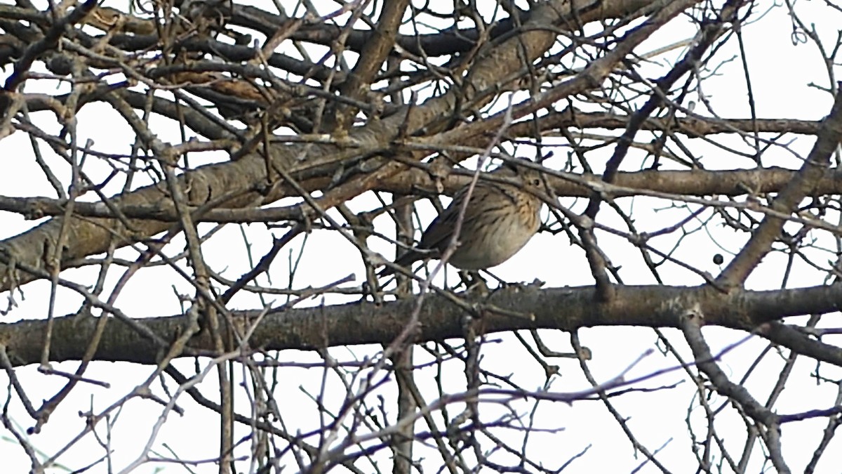 Lincoln's Sparrow - ML647486023