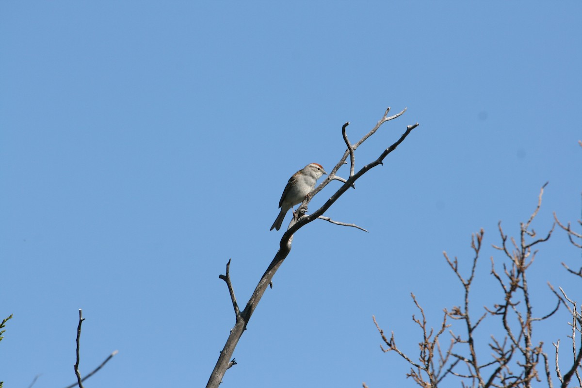 Chipping Sparrow - ML647486027