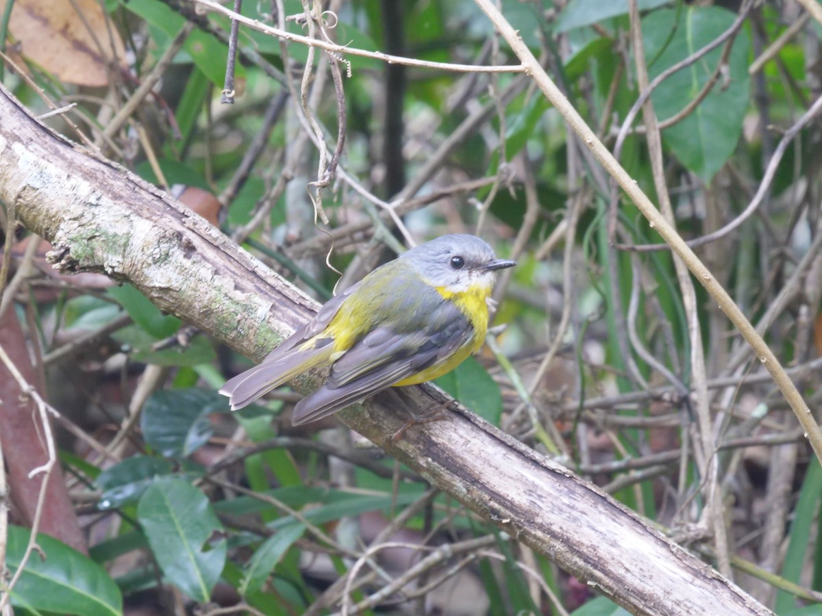 Eastern Yellow Robin - ML647486039