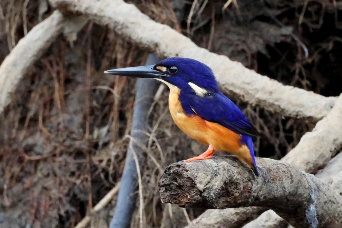 ledňáček azurový - ML647486041