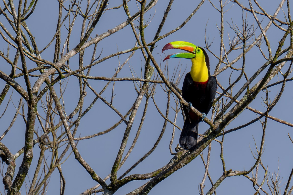 Fischertukan - ML647486082