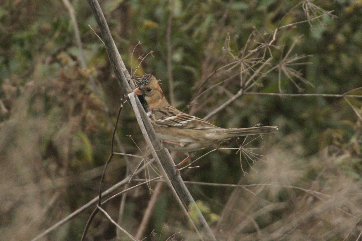 カオグロシトド - ML647486111