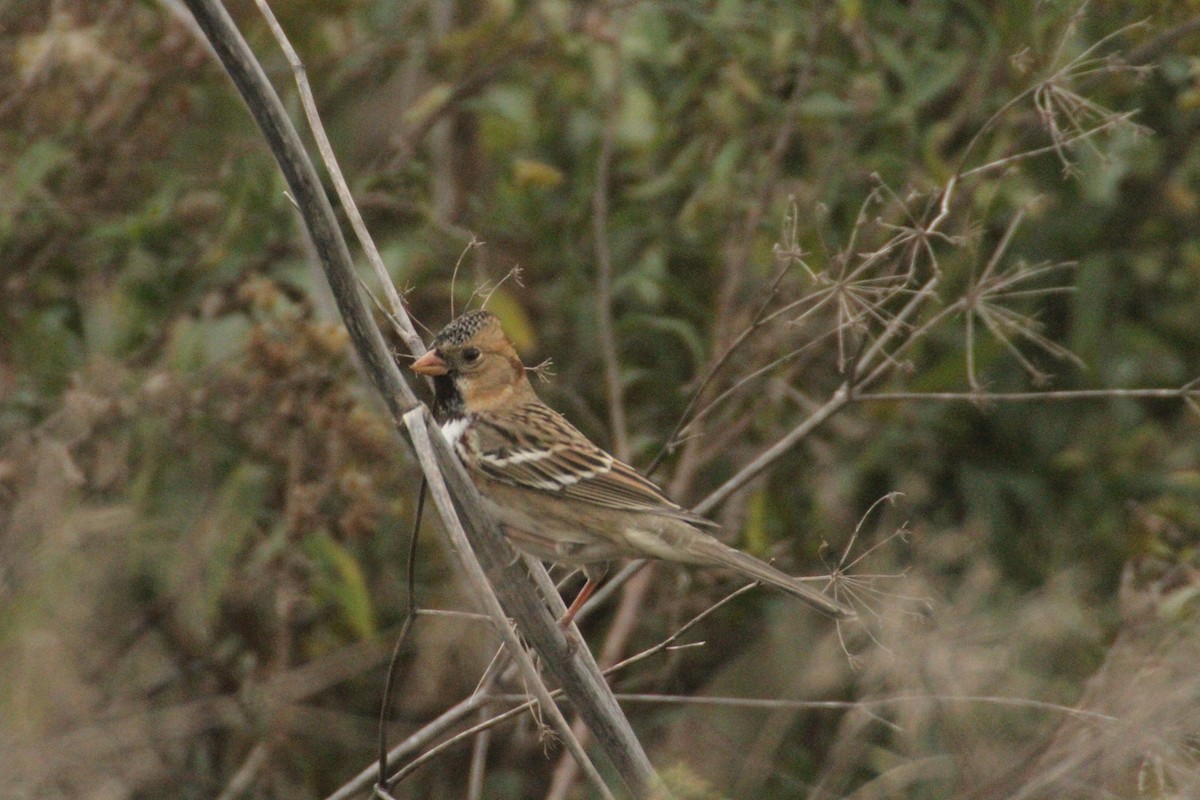 カオグロシトド - ML647486112