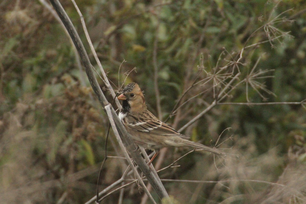 カオグロシトド - ML647486113