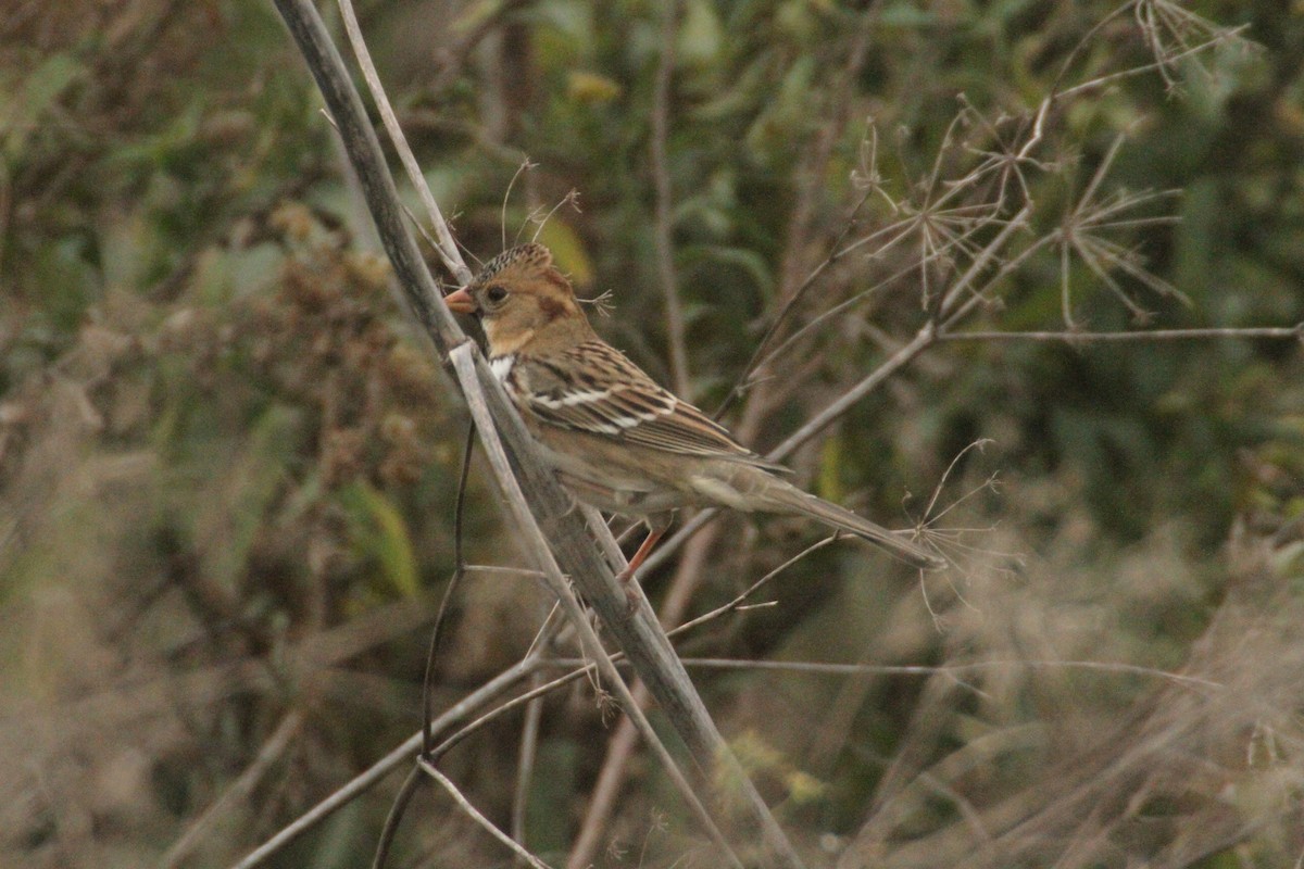カオグロシトド - ML647486114