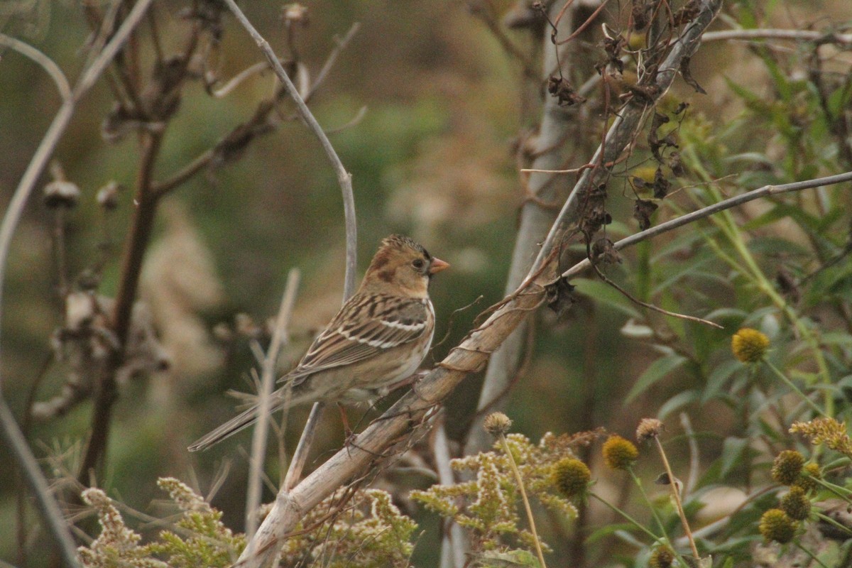 カオグロシトド - ML647486115