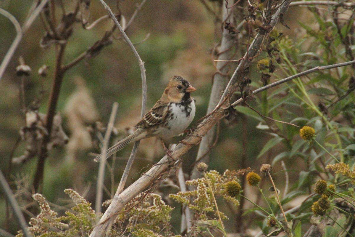 カオグロシトド - ML647486116