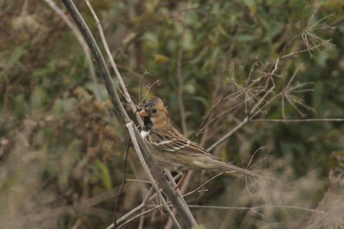 カオグロシトド - ML647486117