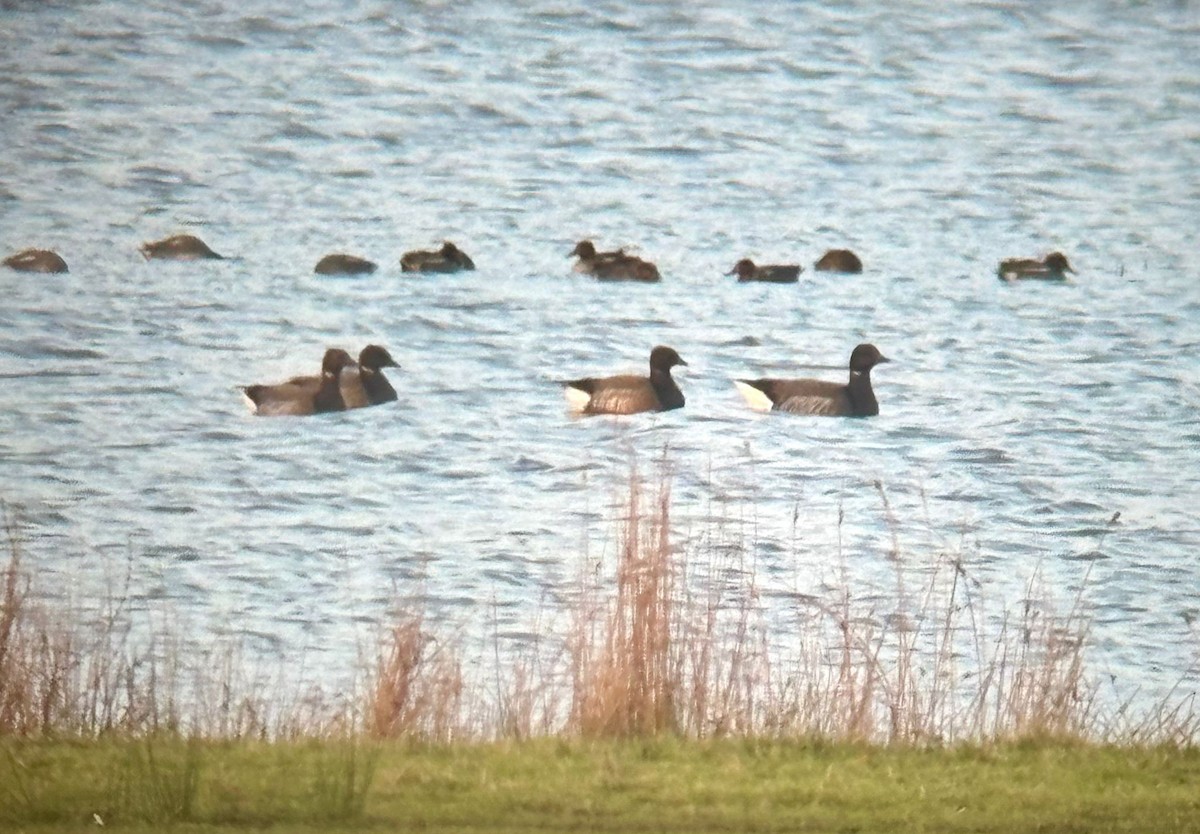 Brant (Dark-bellied) - ML647486123