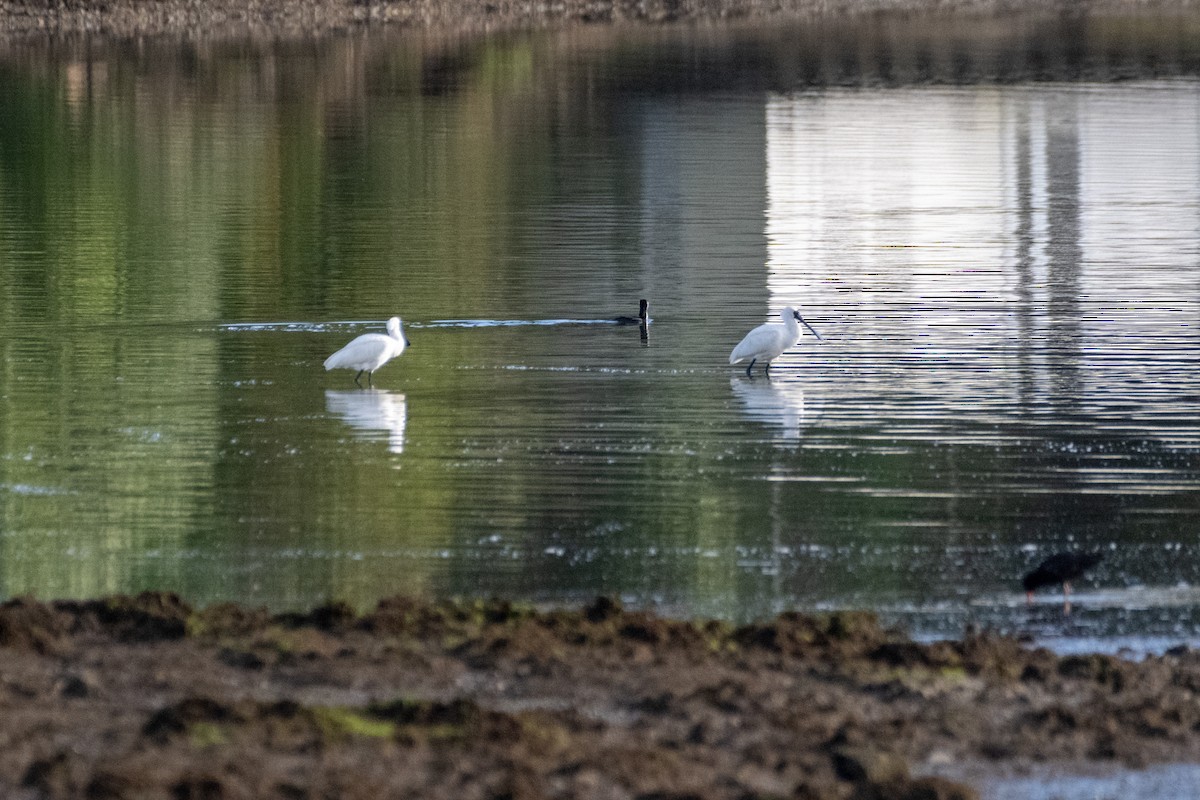 オーストラリアヘラサギ - ML647486130