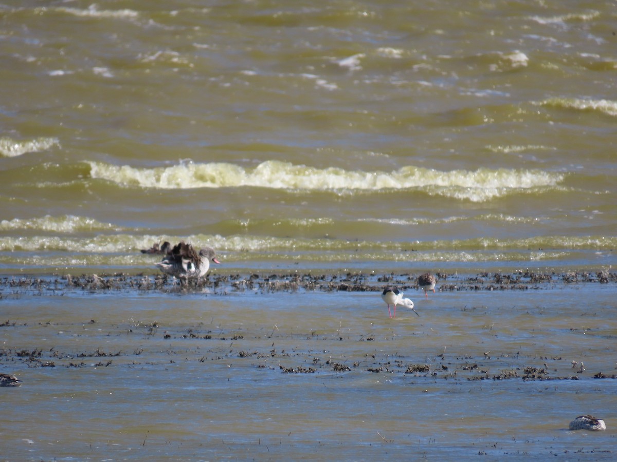 セイタカシギ - ML647486133