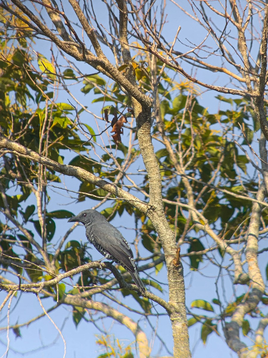 ビサヤカッコウサンショウクイ - ML647486137