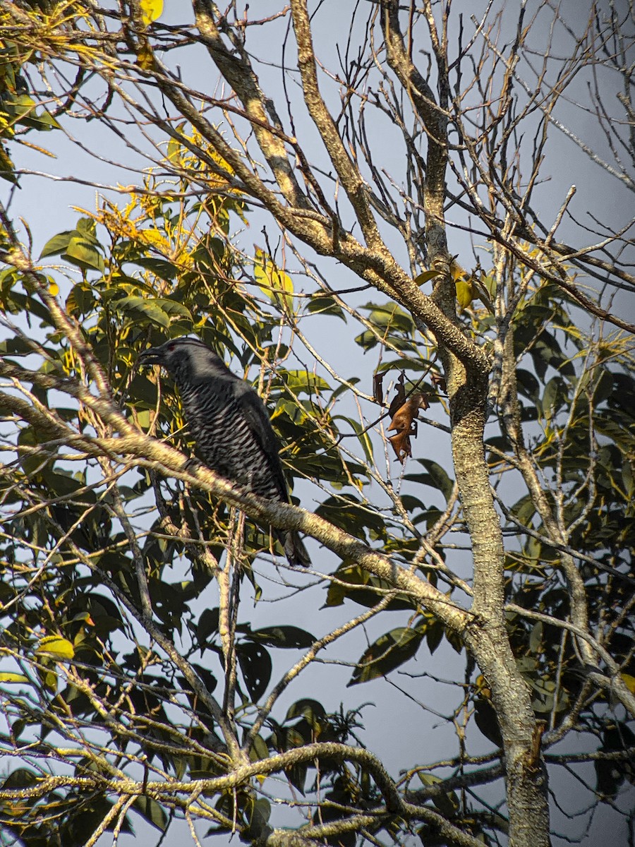 ビサヤカッコウサンショウクイ - ML647486138