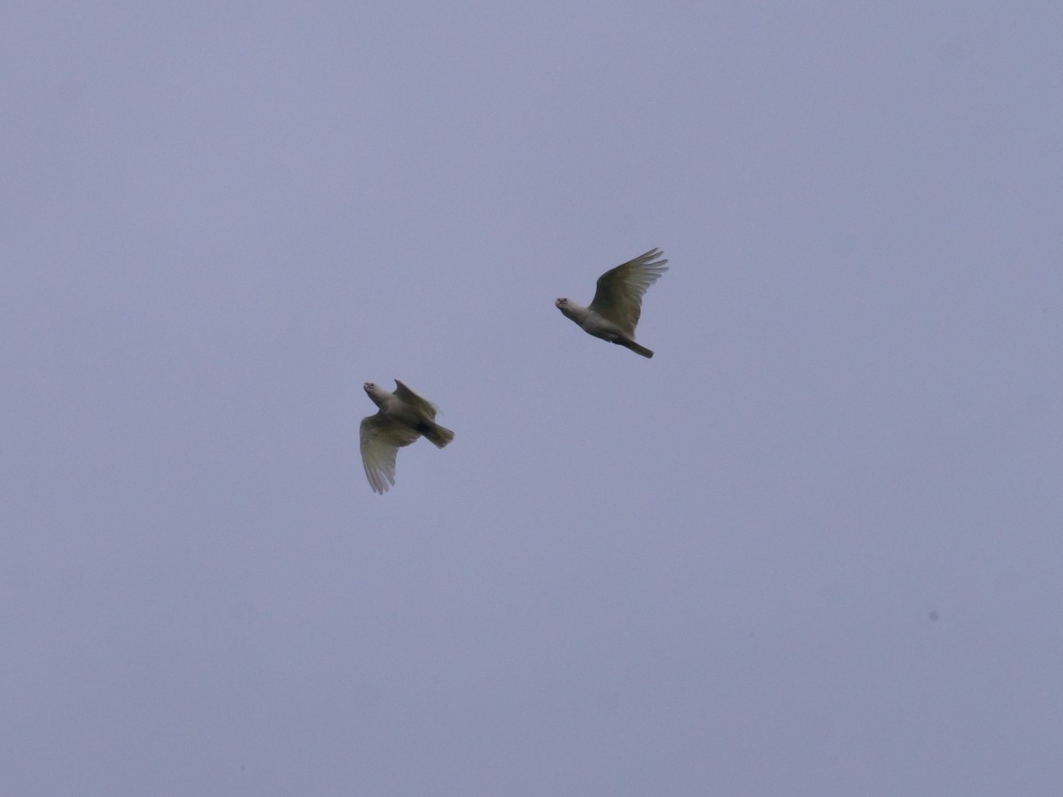 アカビタイムジオウム - ML647486140