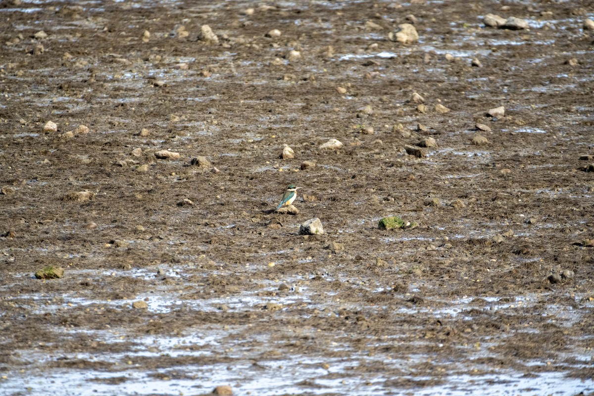 ヒジリショウビン - ML647486141