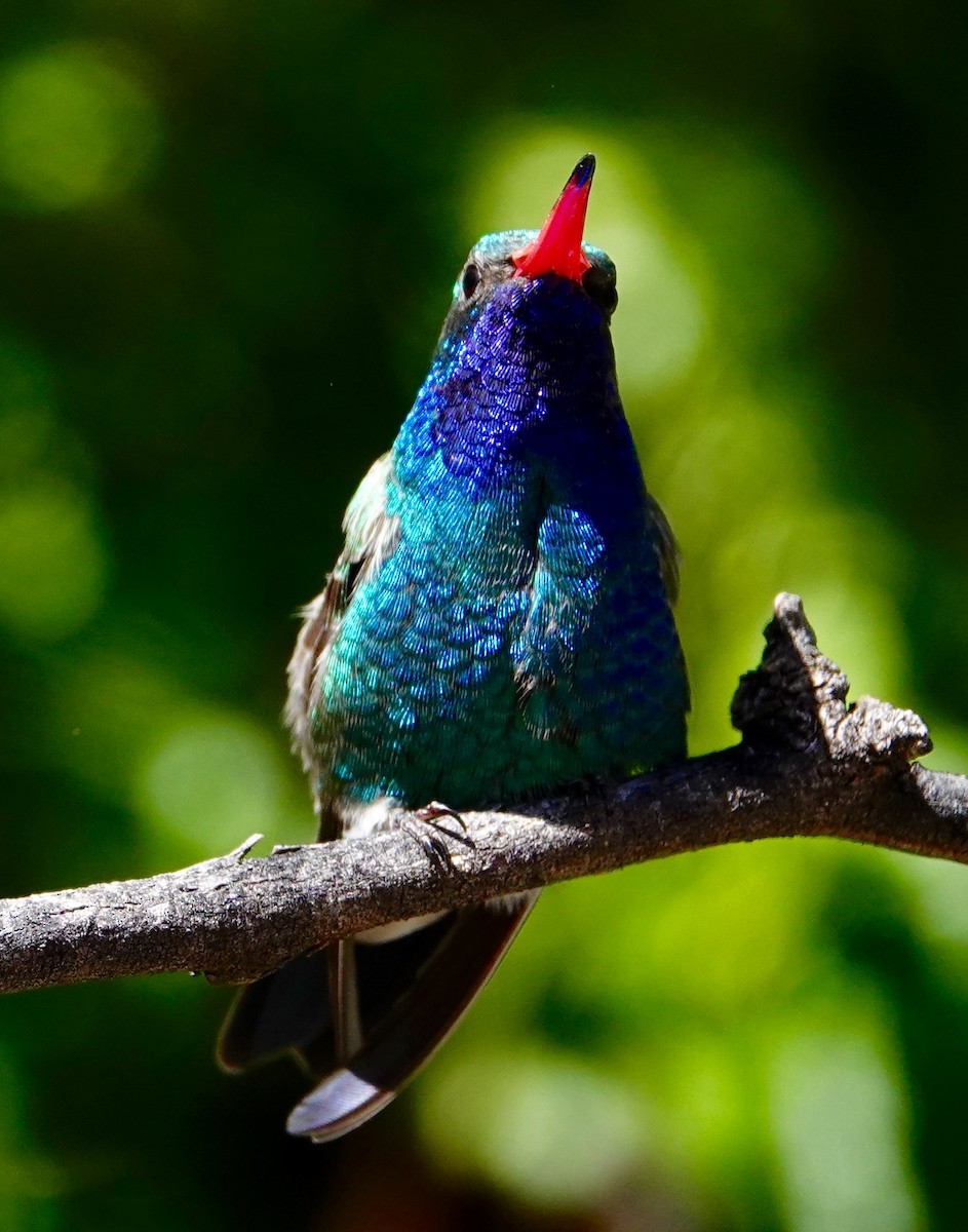 アカハシハチドリ - ML647486142