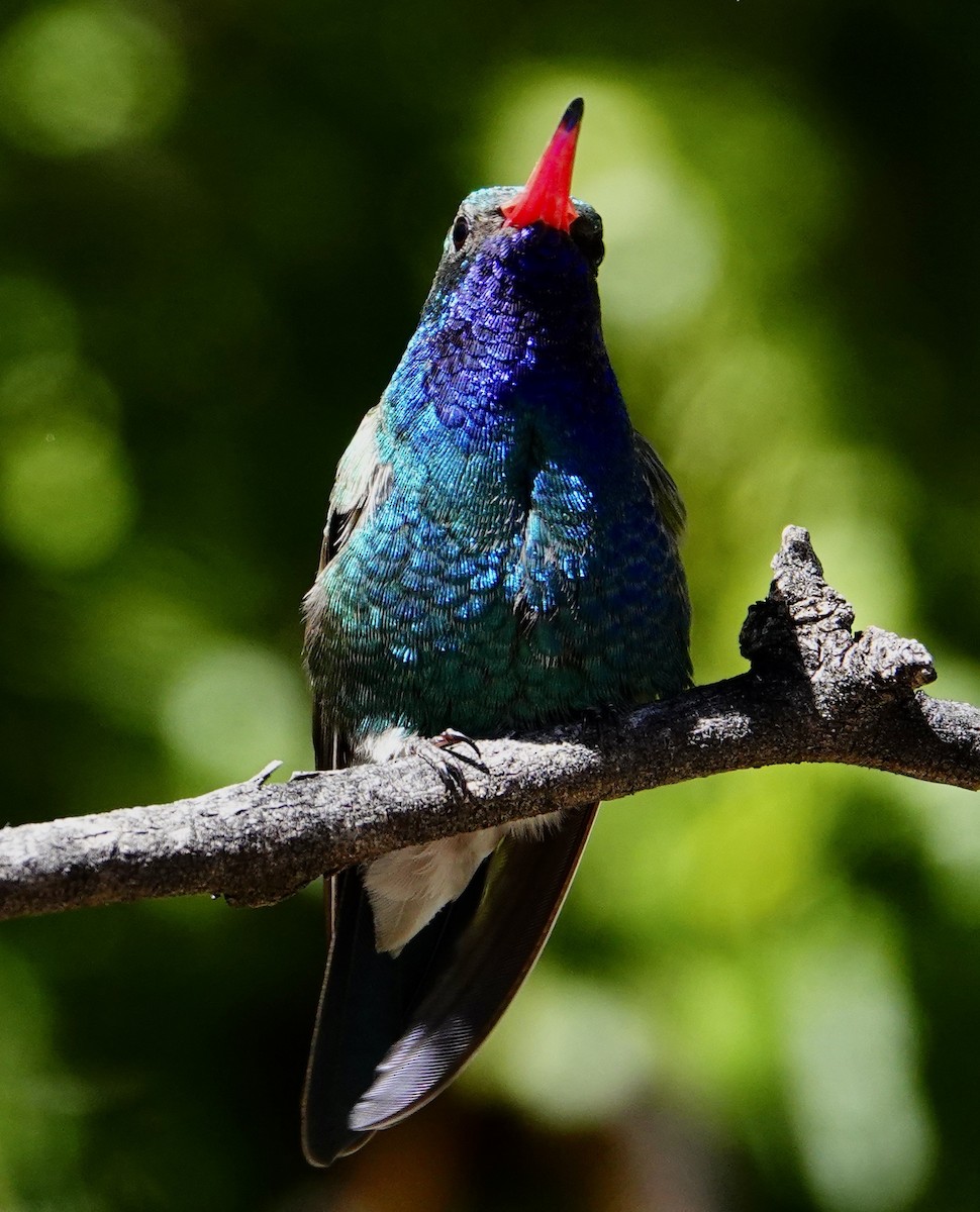 アカハシハチドリ - ML647486143