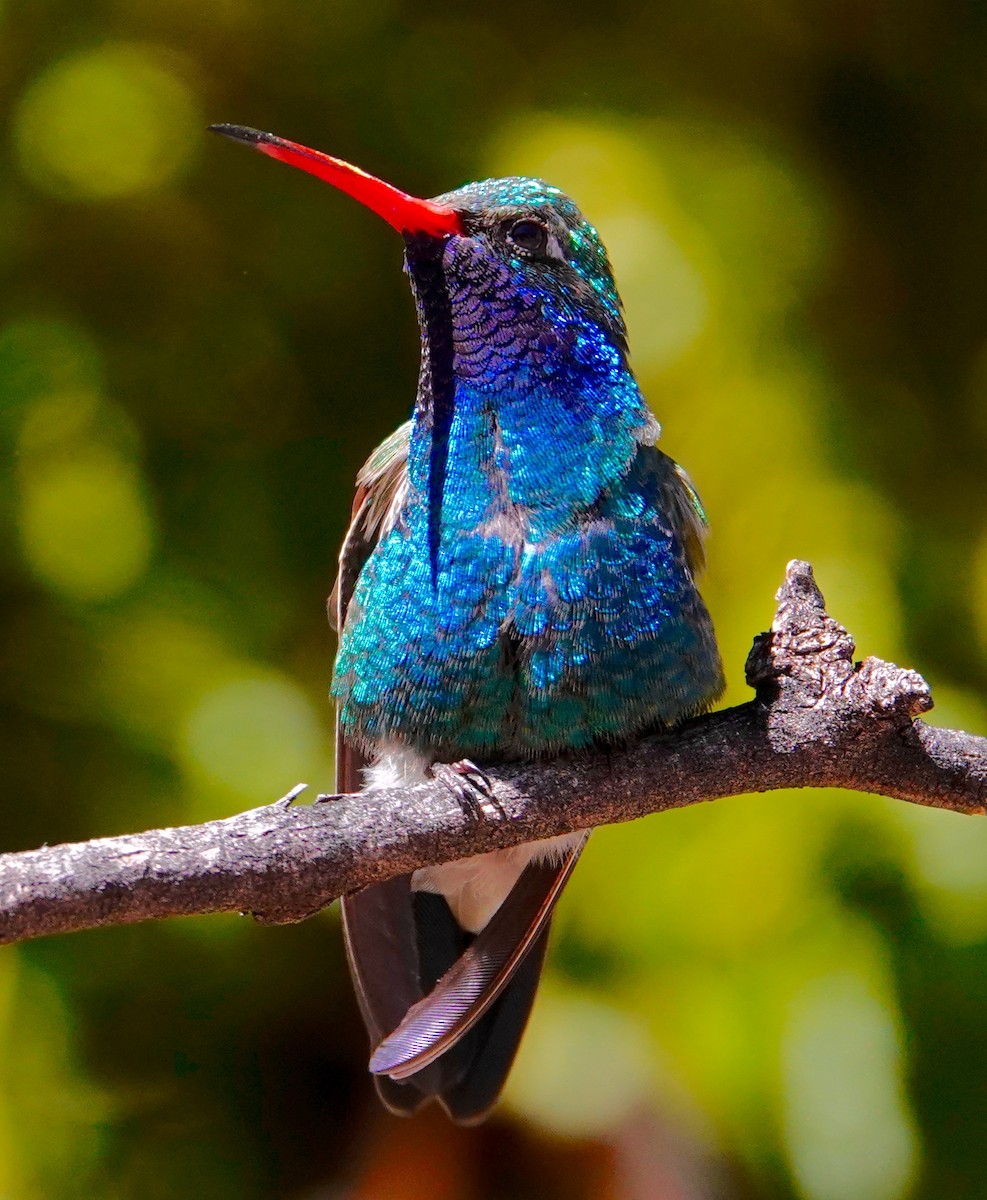 アカハシハチドリ - ML647486144