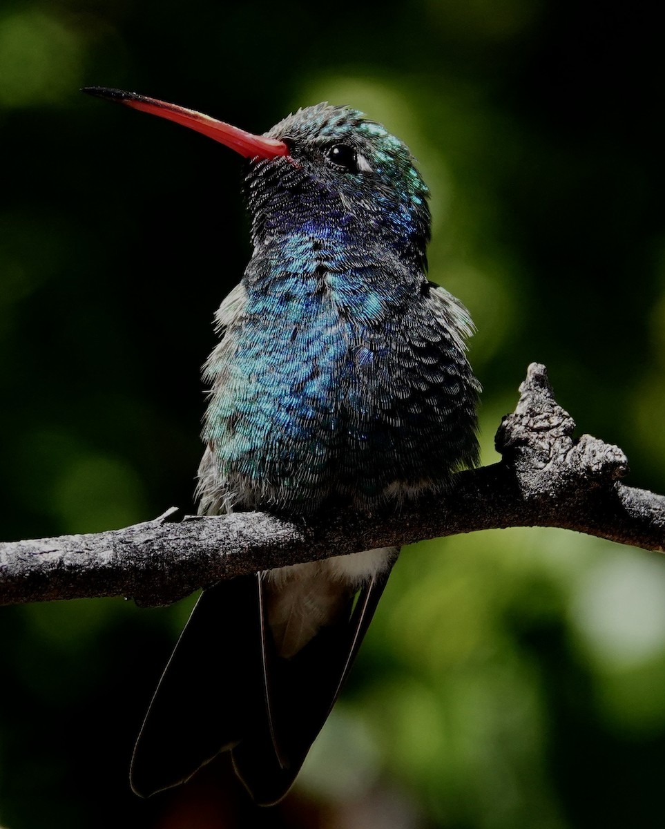 アカハシハチドリ - ML647486145