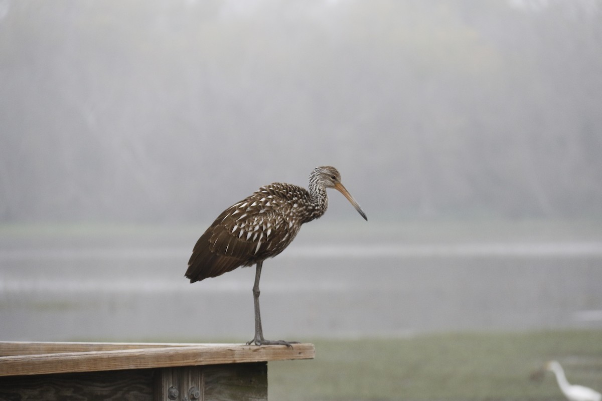 ツルモドキ - ML647486147