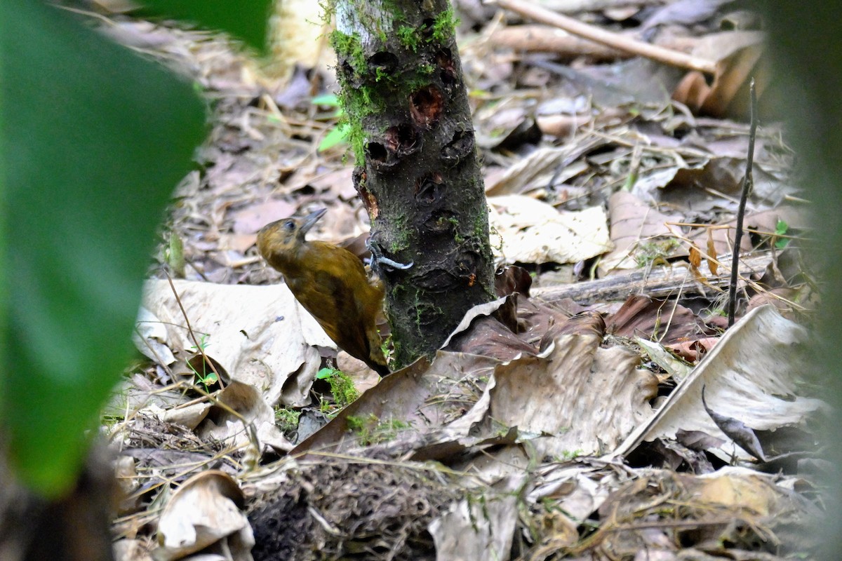 ハゲラ - ML647486148