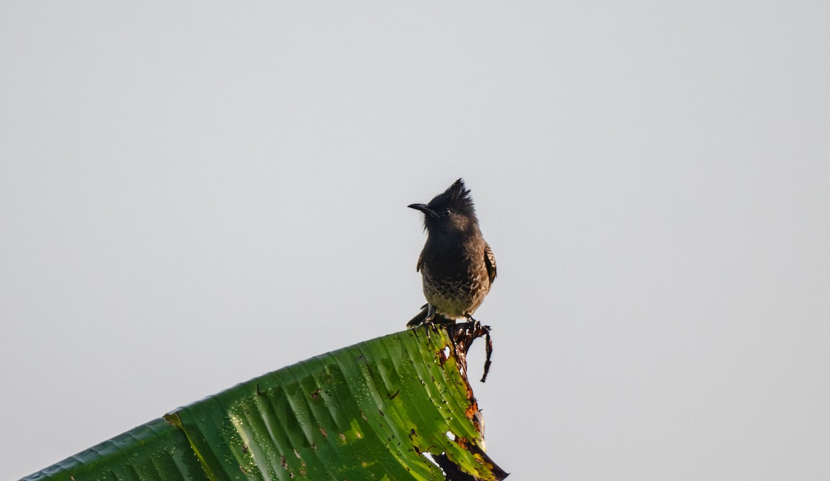 シリアカヒヨドリ - ML647486149