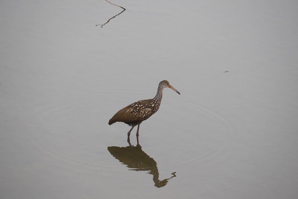 ツルモドキ - ML647486150