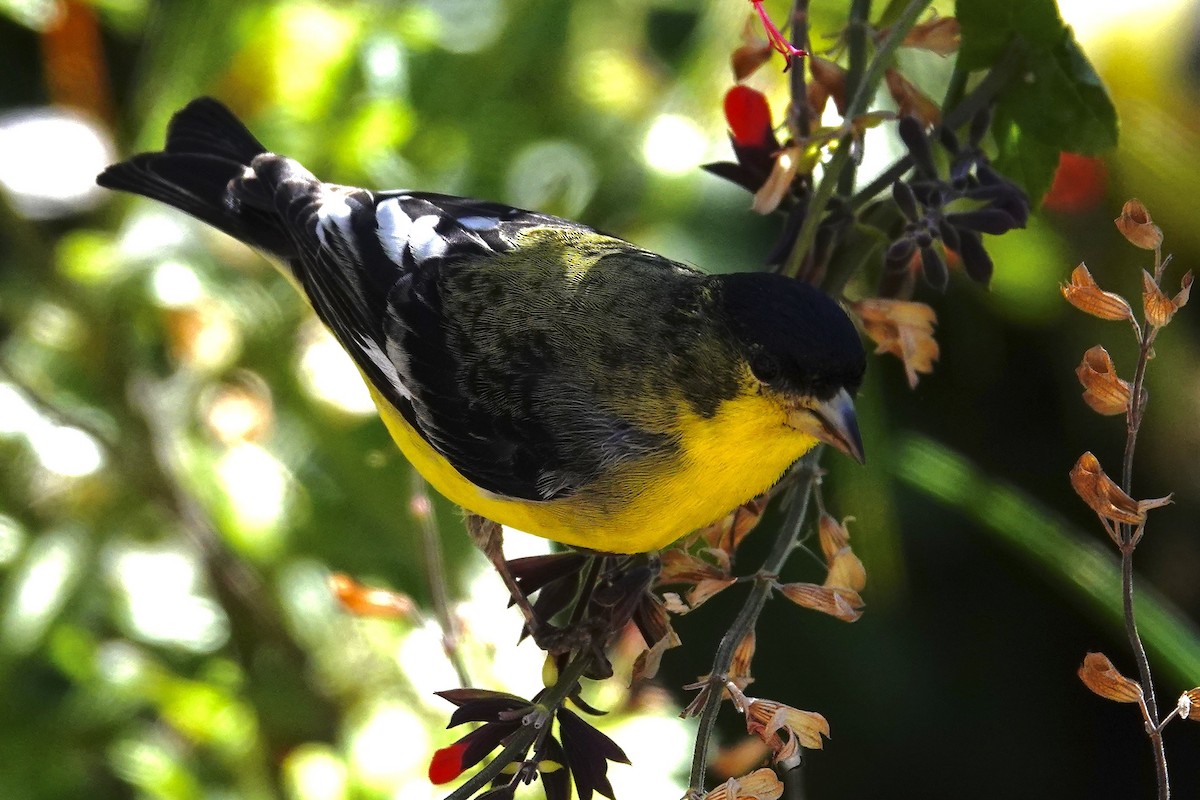 ヒメキンヒワ - ML647486151