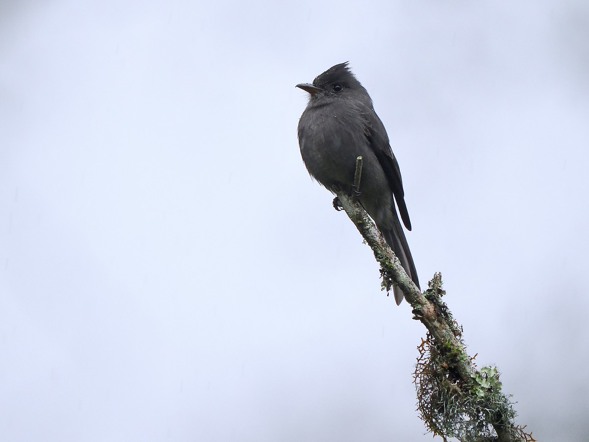 ミヤマヒタキモドキ - ML647486152