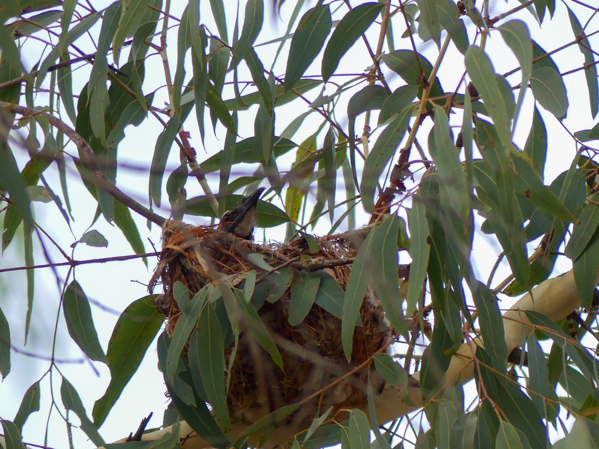 ズグロハゲミツスイ - ML647486155