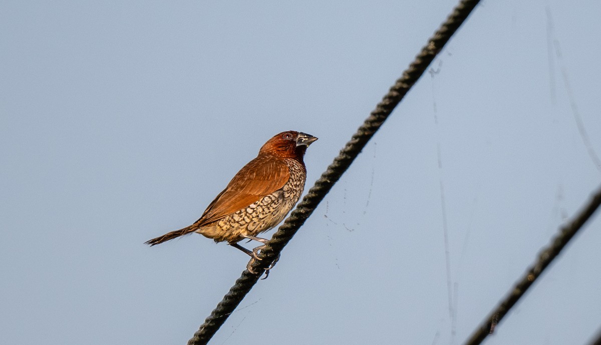 シマキンパラ - ML647486157