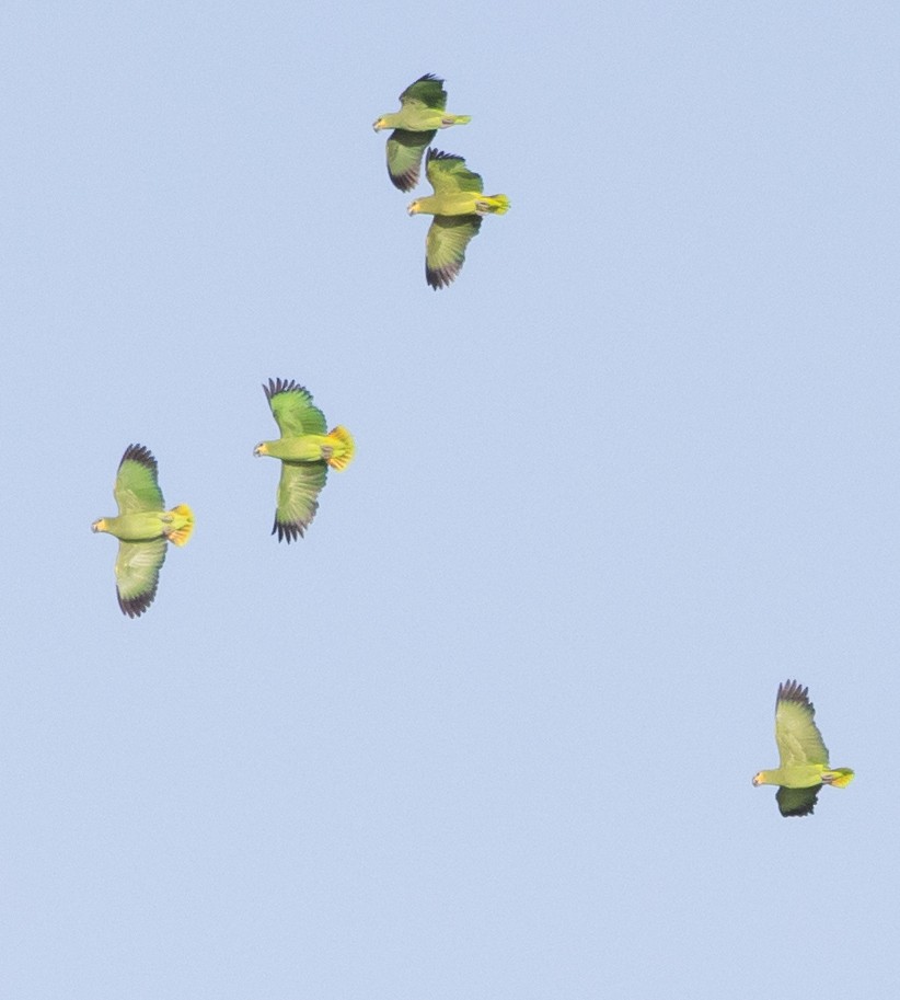 キソデボウシインコ - ML647486158