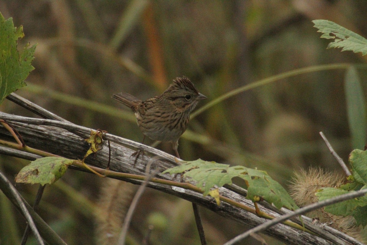 Lincoln's Sparrow - ML647486163