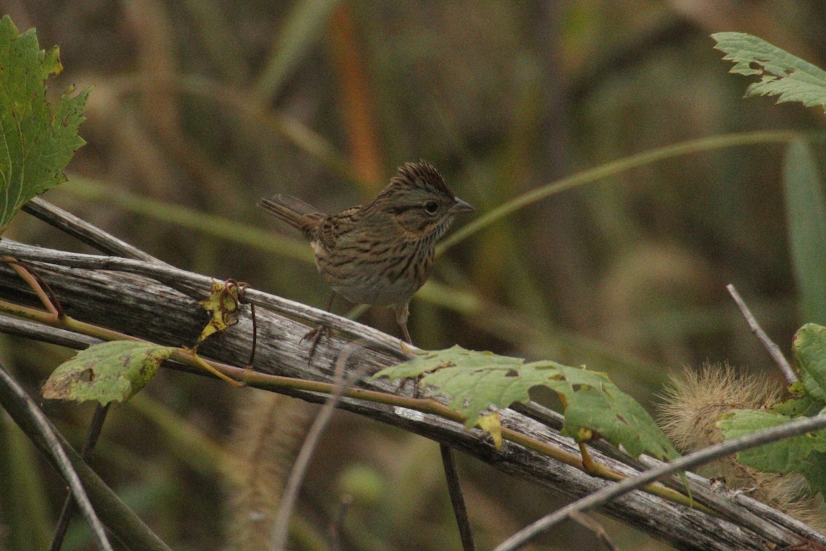 Lincoln's Sparrow - ML647486164