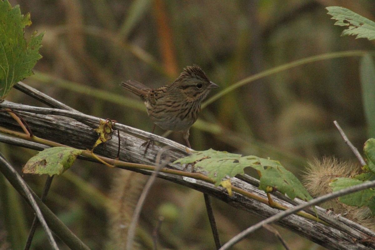 Lincoln's Sparrow - ML647486165