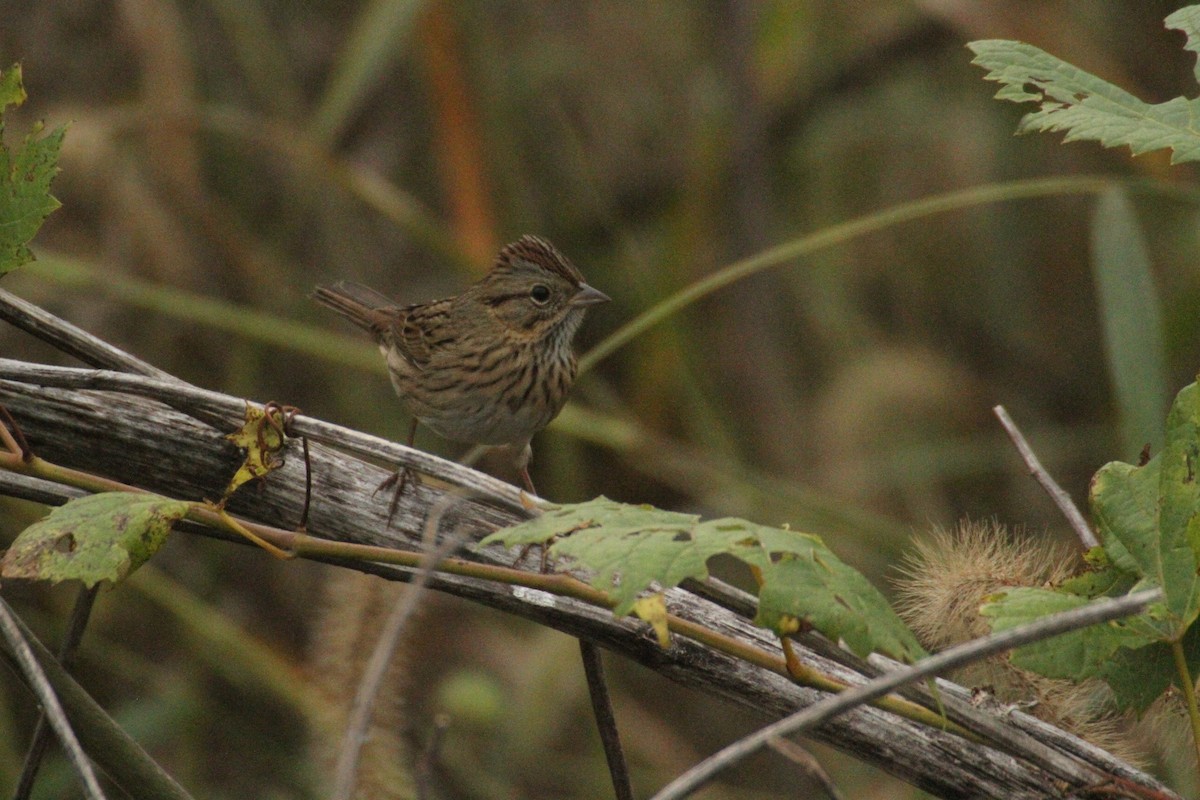 Lincoln's Sparrow - ML647486166