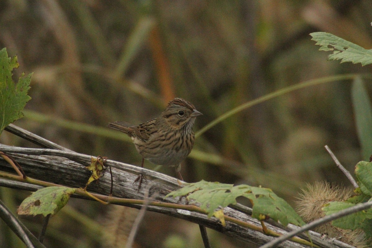 Lincoln's Sparrow - ML647486168