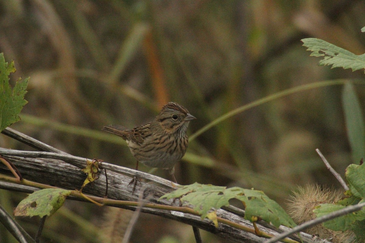Lincoln's Sparrow - ML647486169