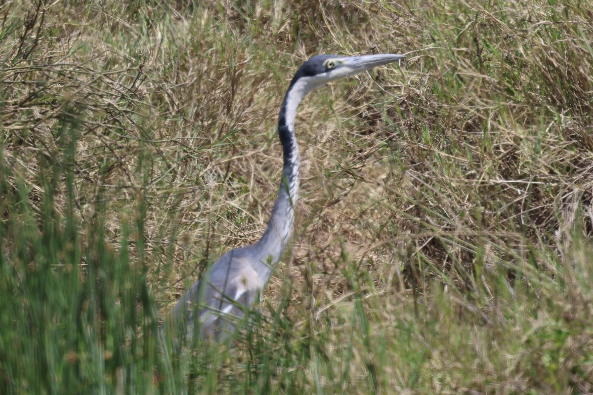 ズグロアオサギ - ML647486170