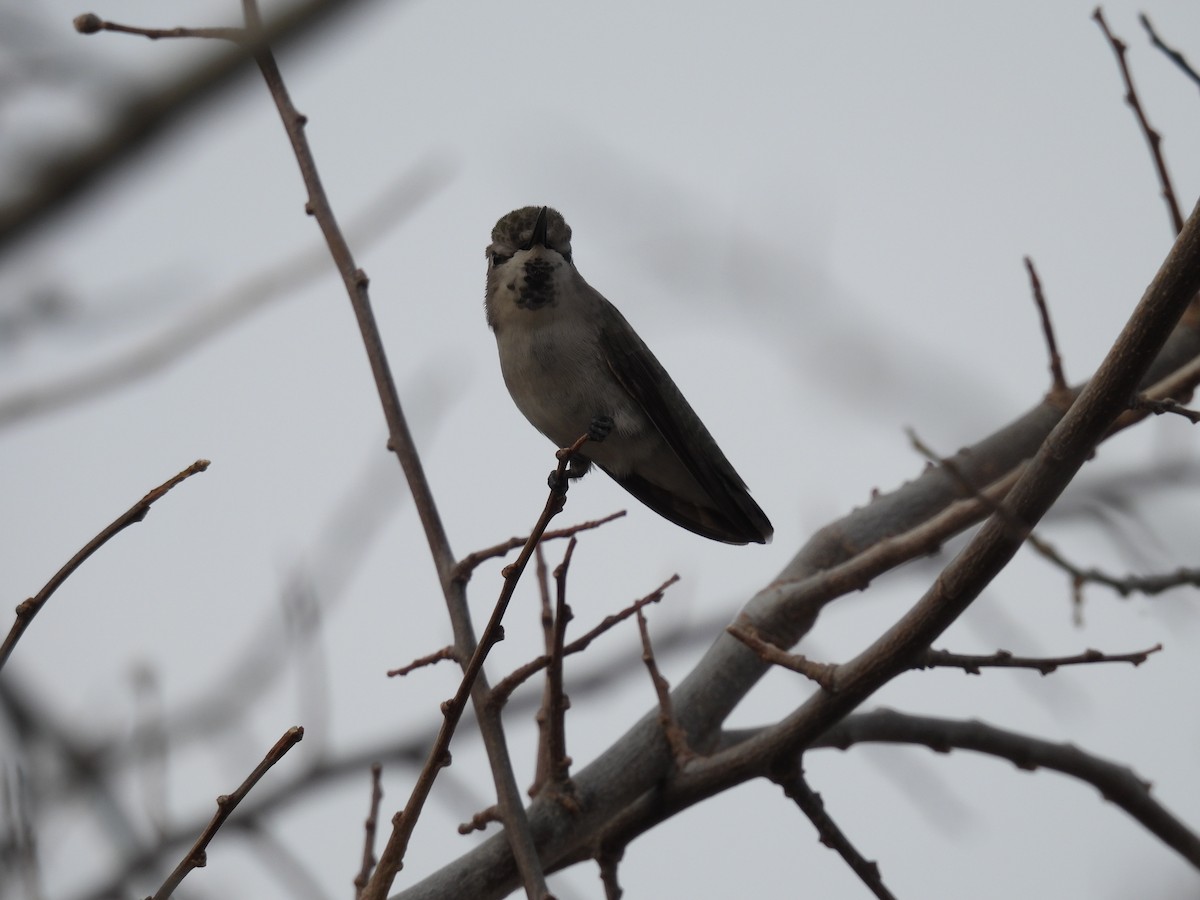 コスタハチドリ - ML647486171