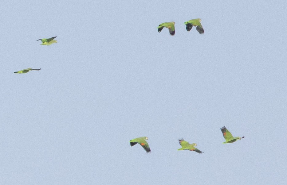 キソデボウシインコ - ML647486173