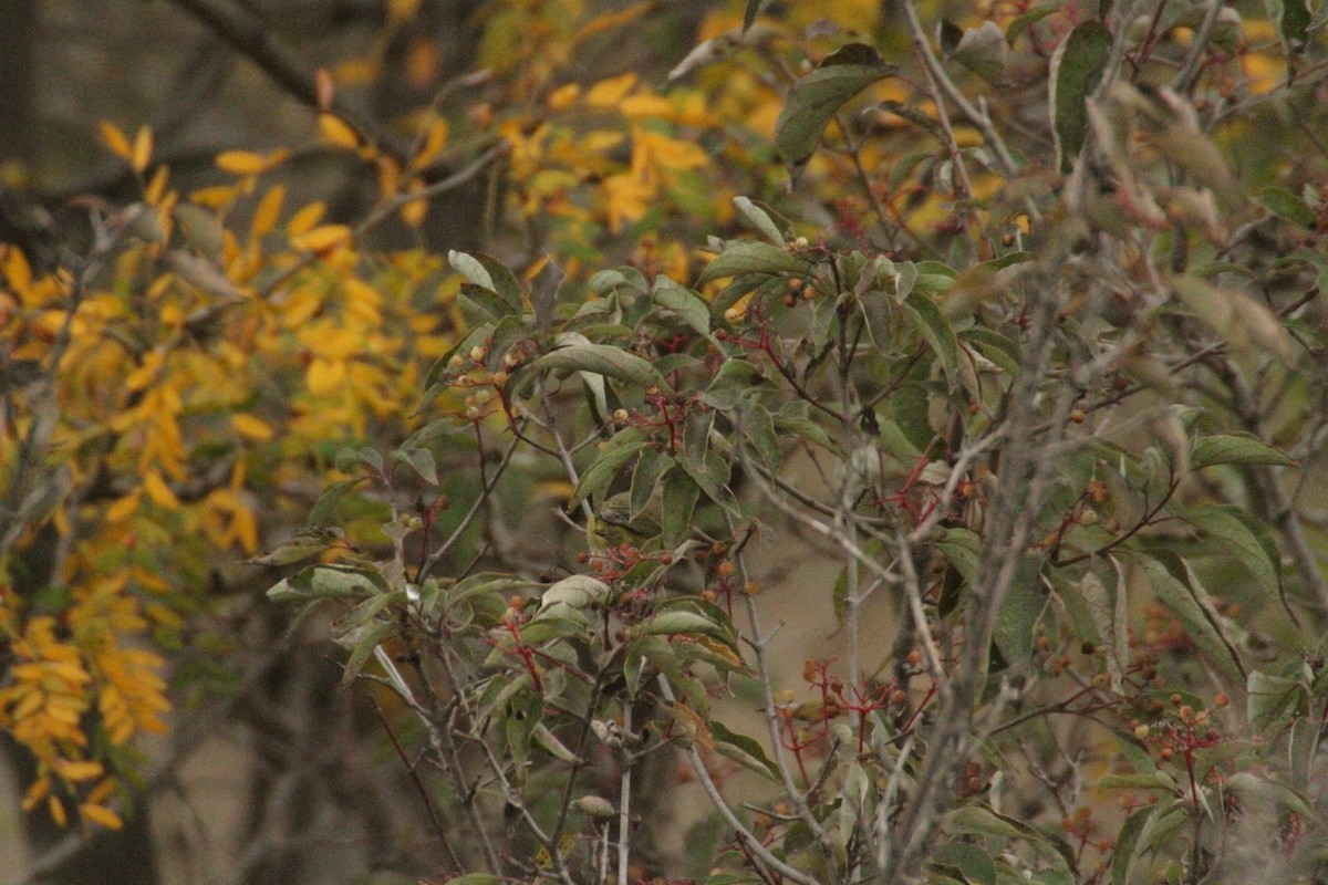 Nashville Warbler - ML647486185