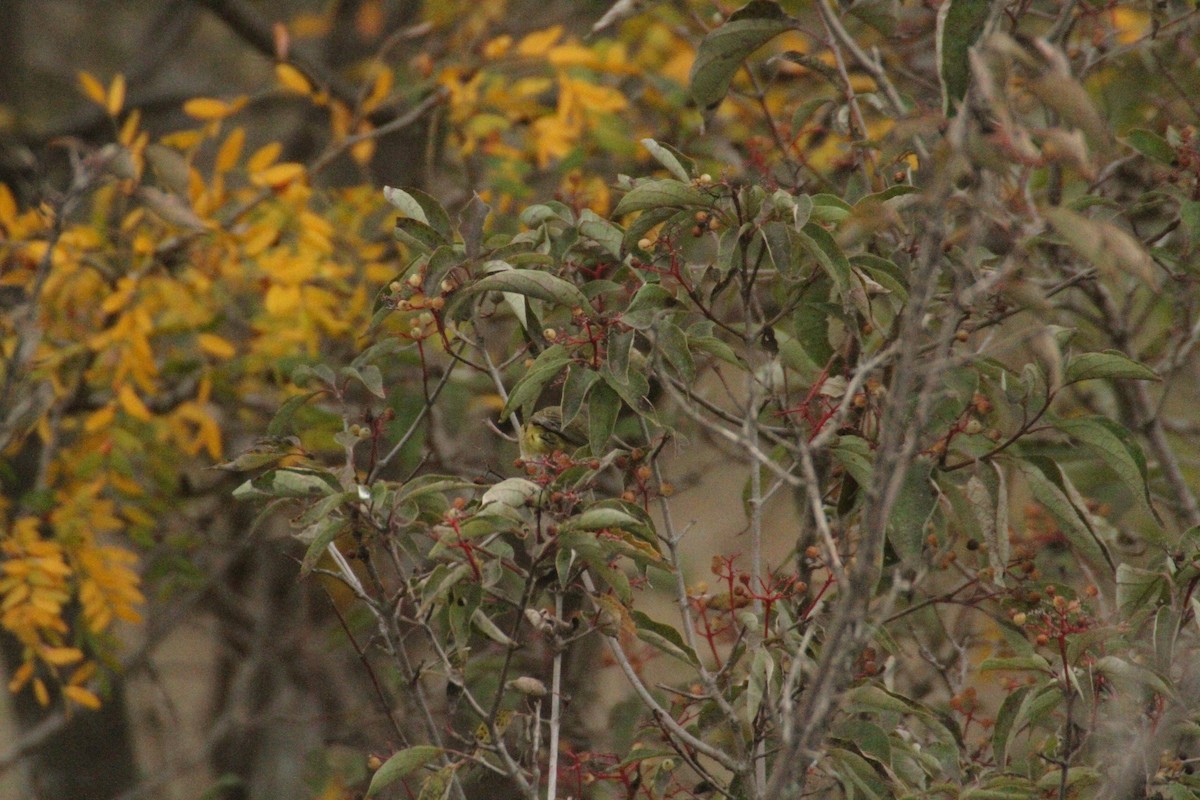 Nashville Warbler - ML647486186