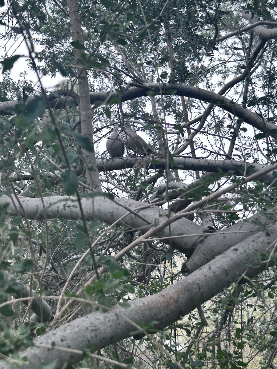 Eurasian Collared-Dove - ML647486198