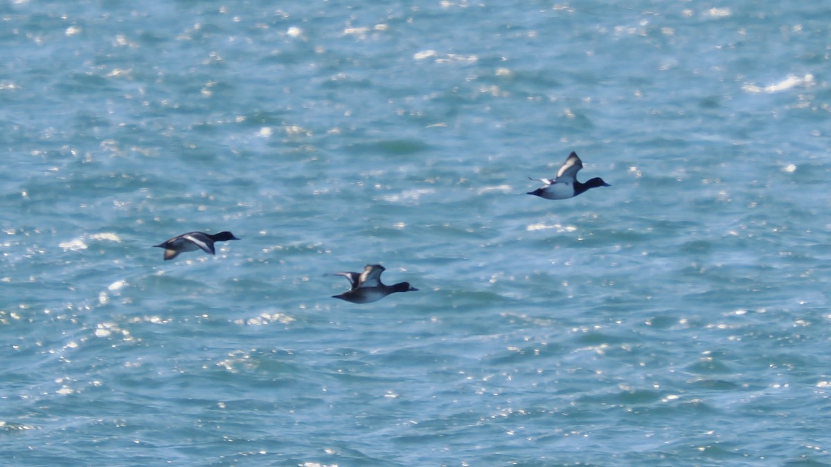 Морская чернеть - ML647486243