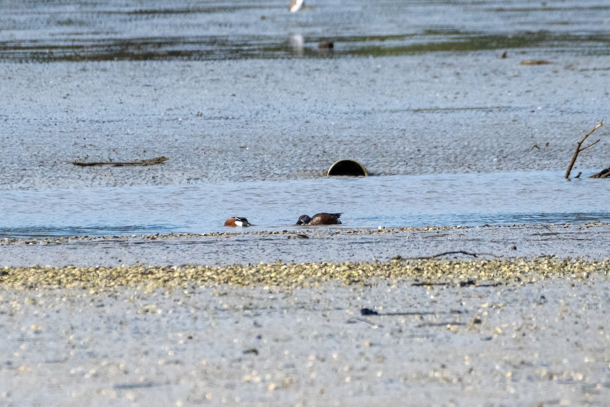 Австралийская широконоска - ML647486245