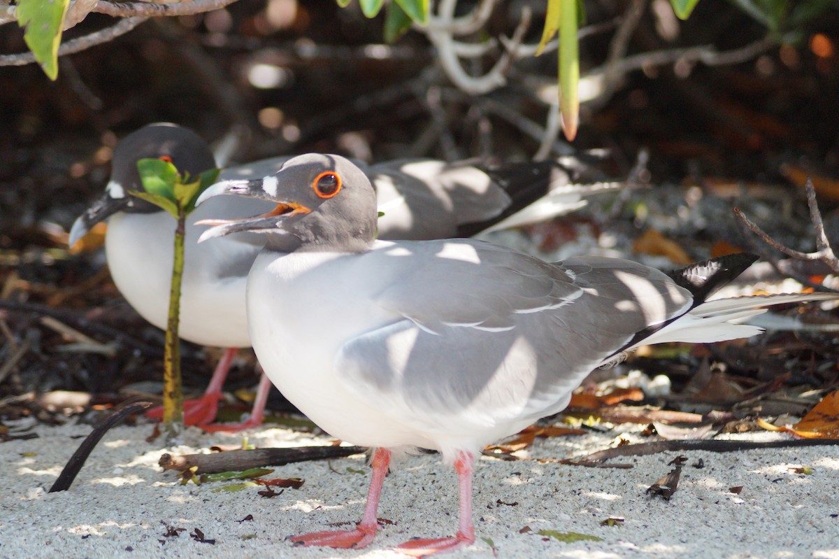 Мартин галапагоський - ML647486251