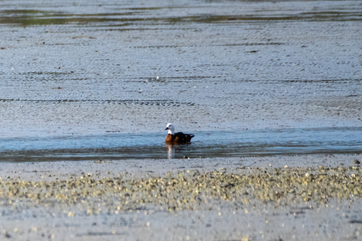 クロアカツクシガモ - ML647486256