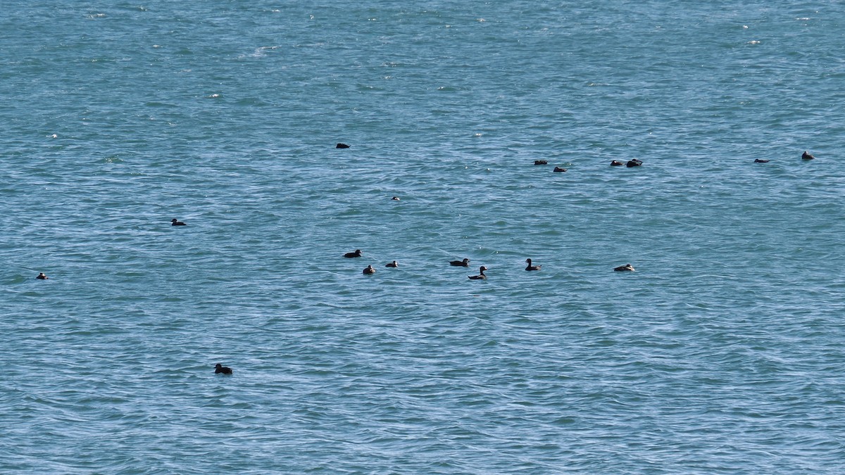 Pazifiktrauerente - ML647486259